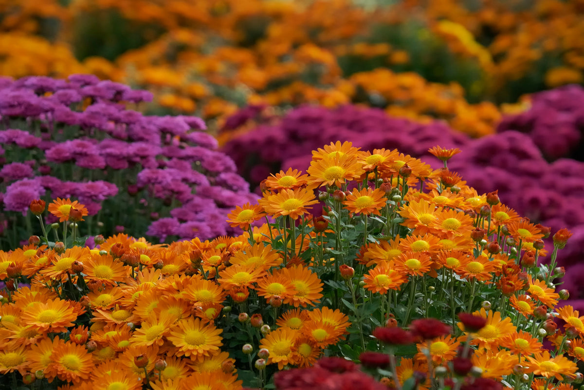 Chrysanthemum: the traditional flower of tea