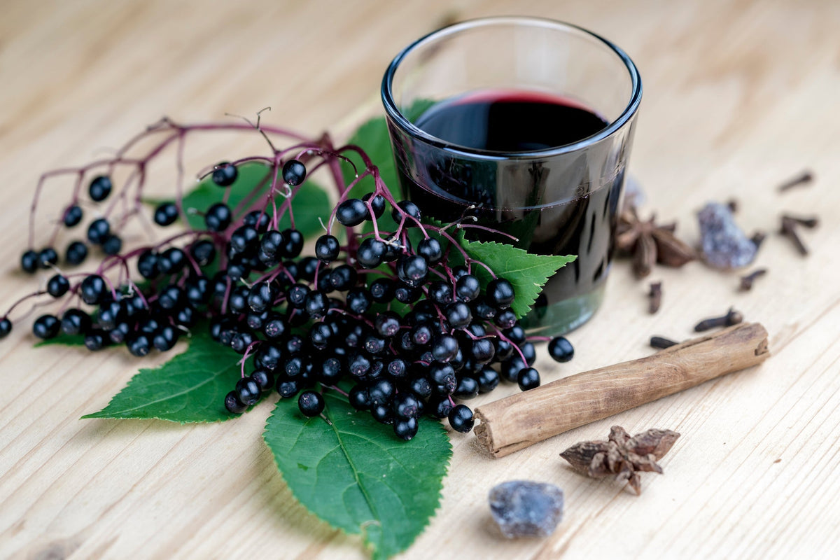 Elderberry (Sambucus nigra): the celebrated seasonal berry