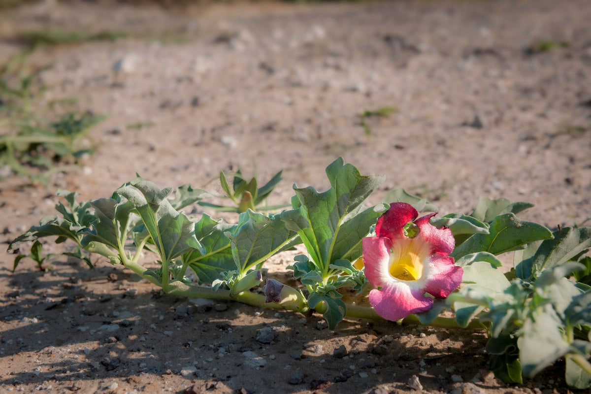 Devil’s Claw (Harpagophytum): the traditional root