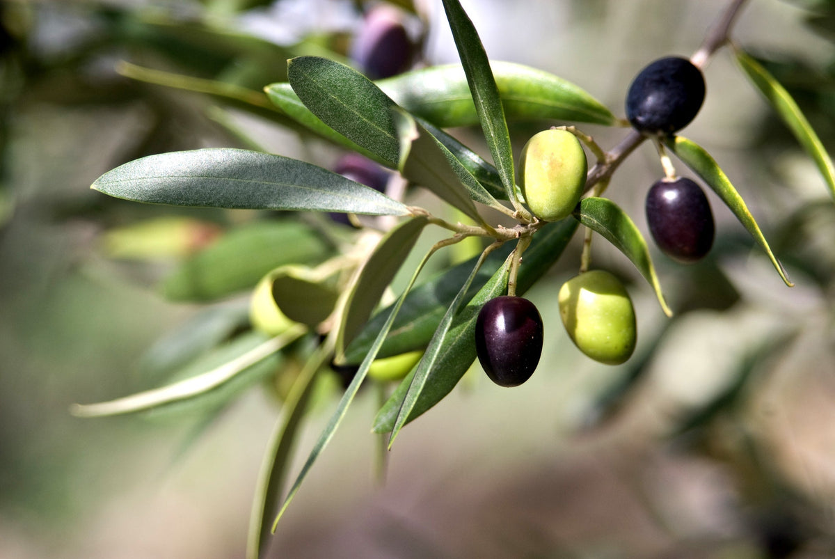 Olive Leaf: the Mediterranean botanical