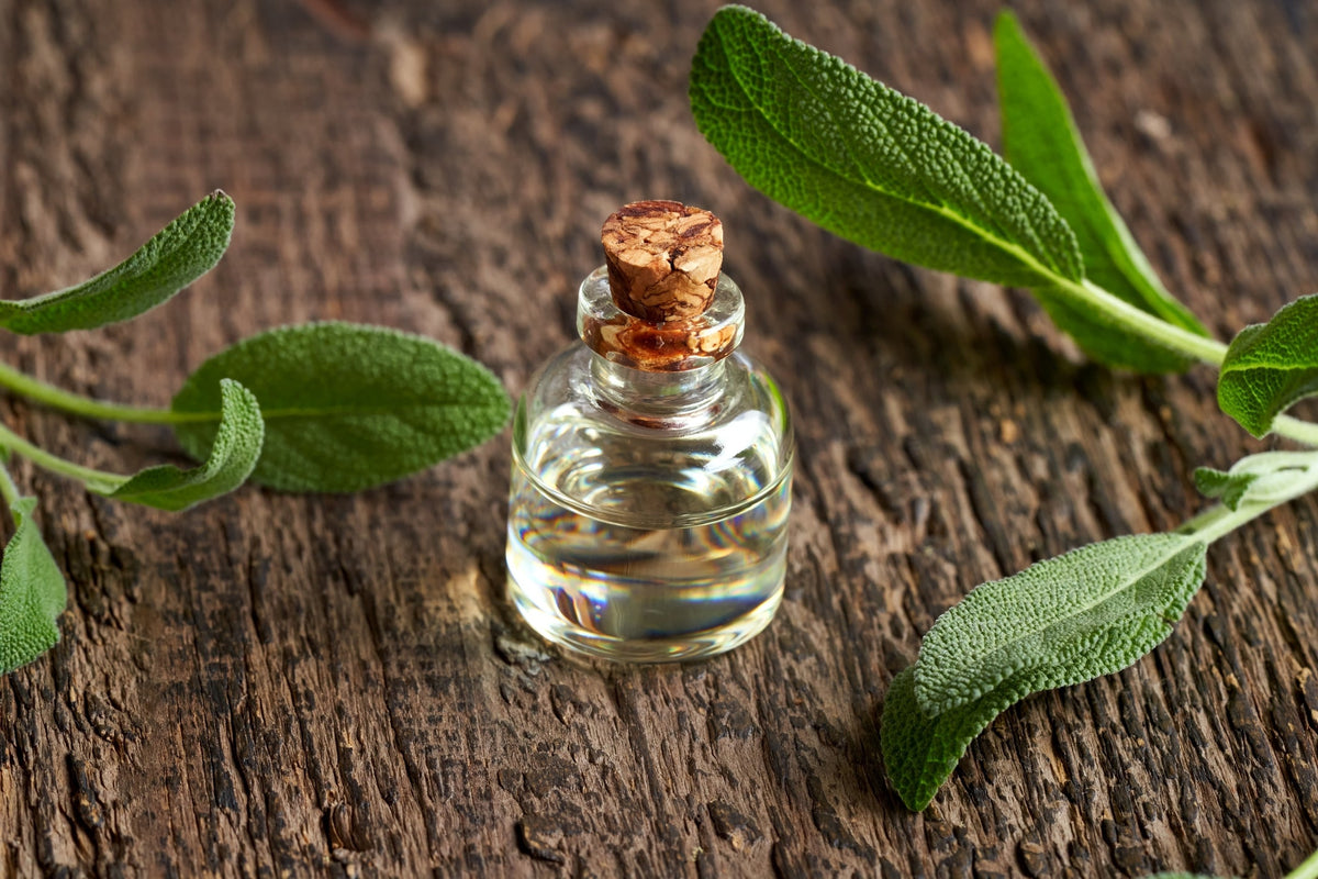 Clary Sage Oil: the venerable herbal note