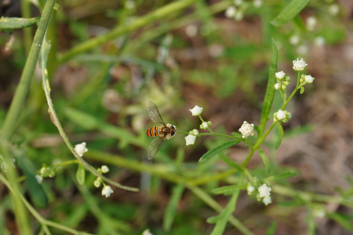 Feverfew: the traditional botanical