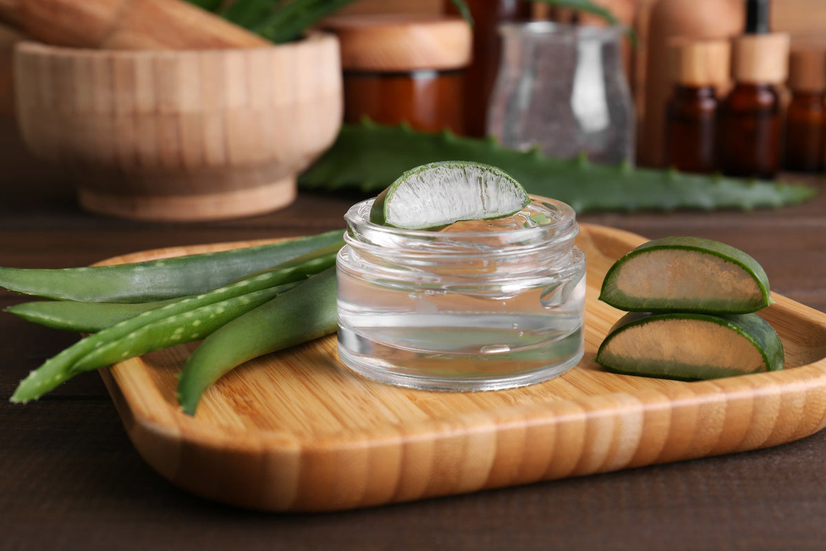 Aloe Vera: the soothing succulent