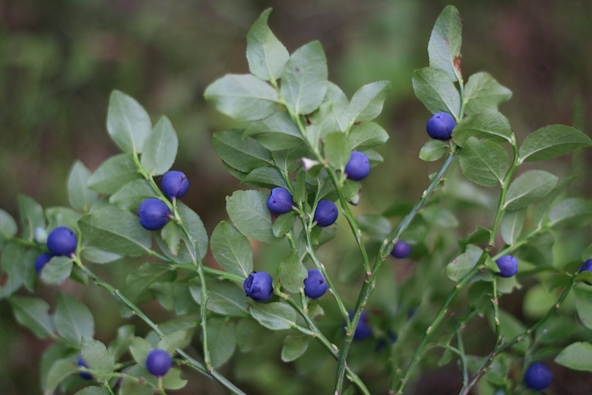 Bilberry: the northern berry