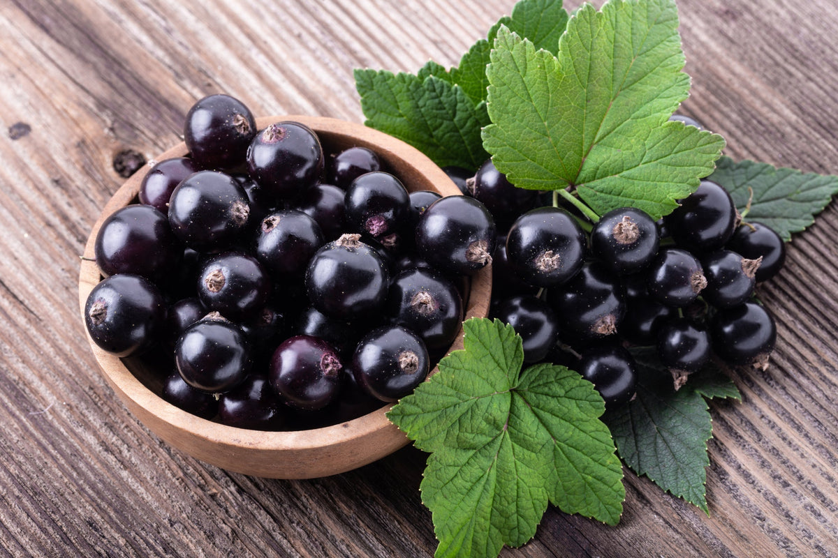 Black Currant: the antioxidant-rich berry