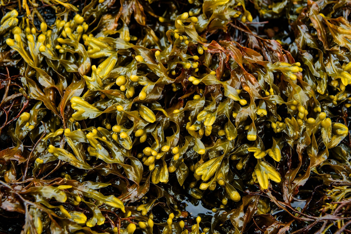 Bladderwrack (Fucus): the mineral-rich seaweed