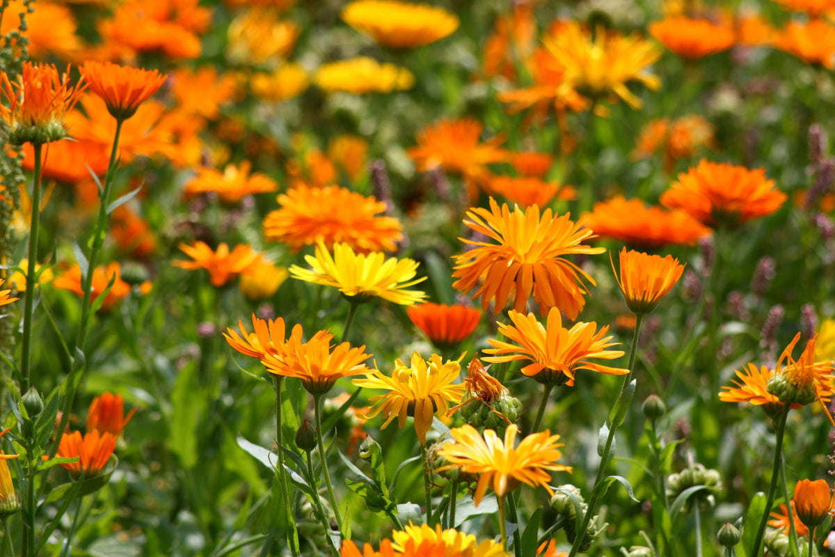 Calendula: the golden petal botanical
