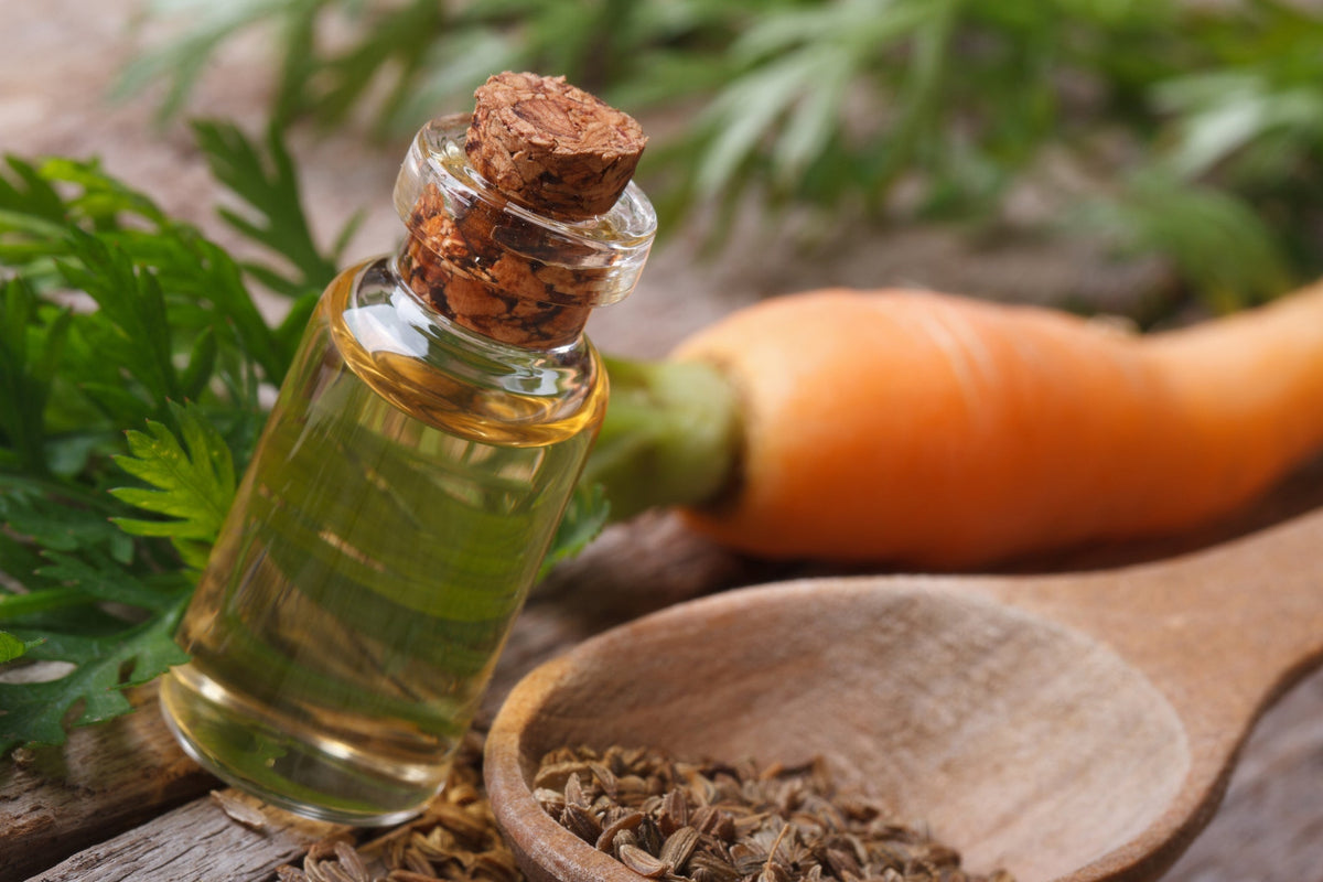 Carrot Oil: the warm-toned botanical