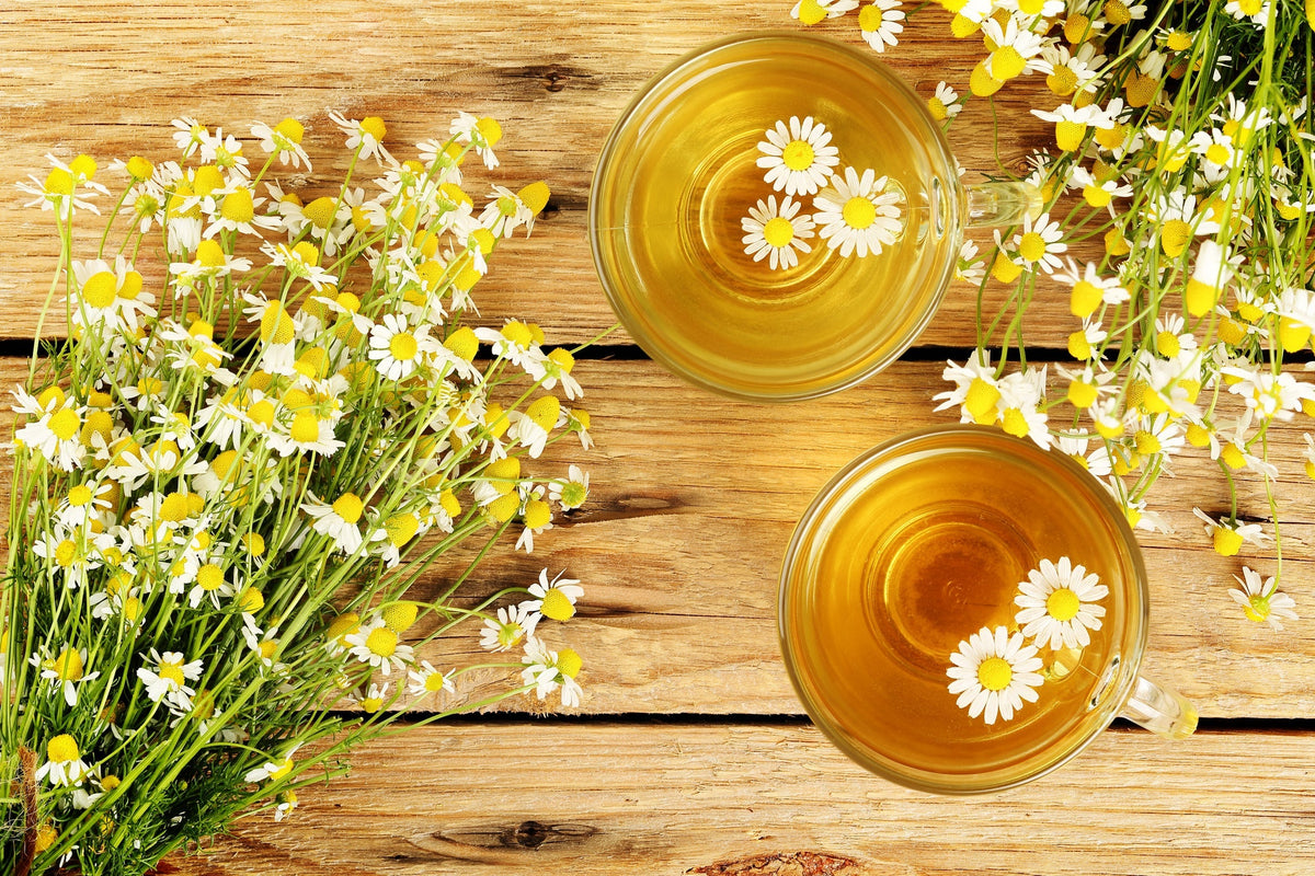 Chamomile: the gentle garden classic