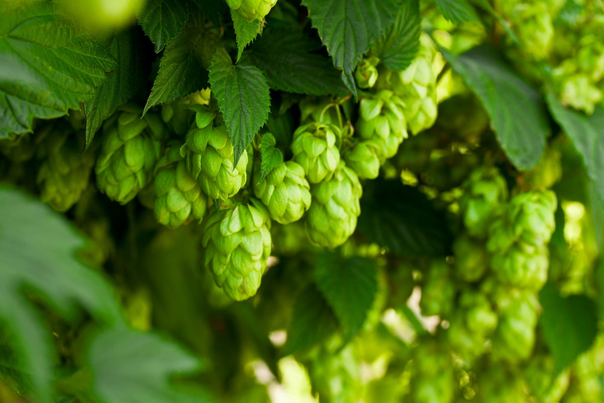 Hops: more than a brewing botanical