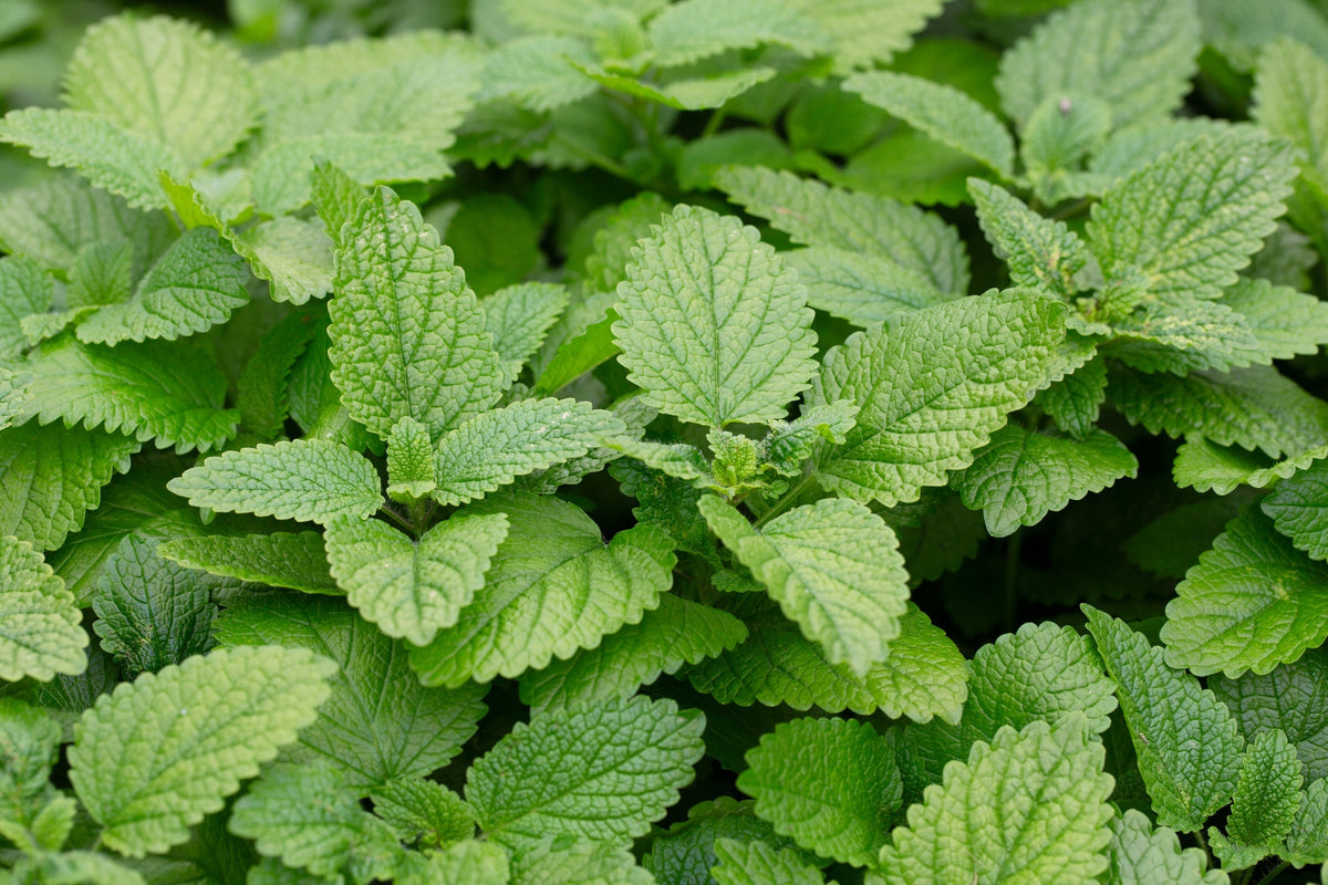 Lemon Balm (Melissa officinalis): the soothing citrus herb