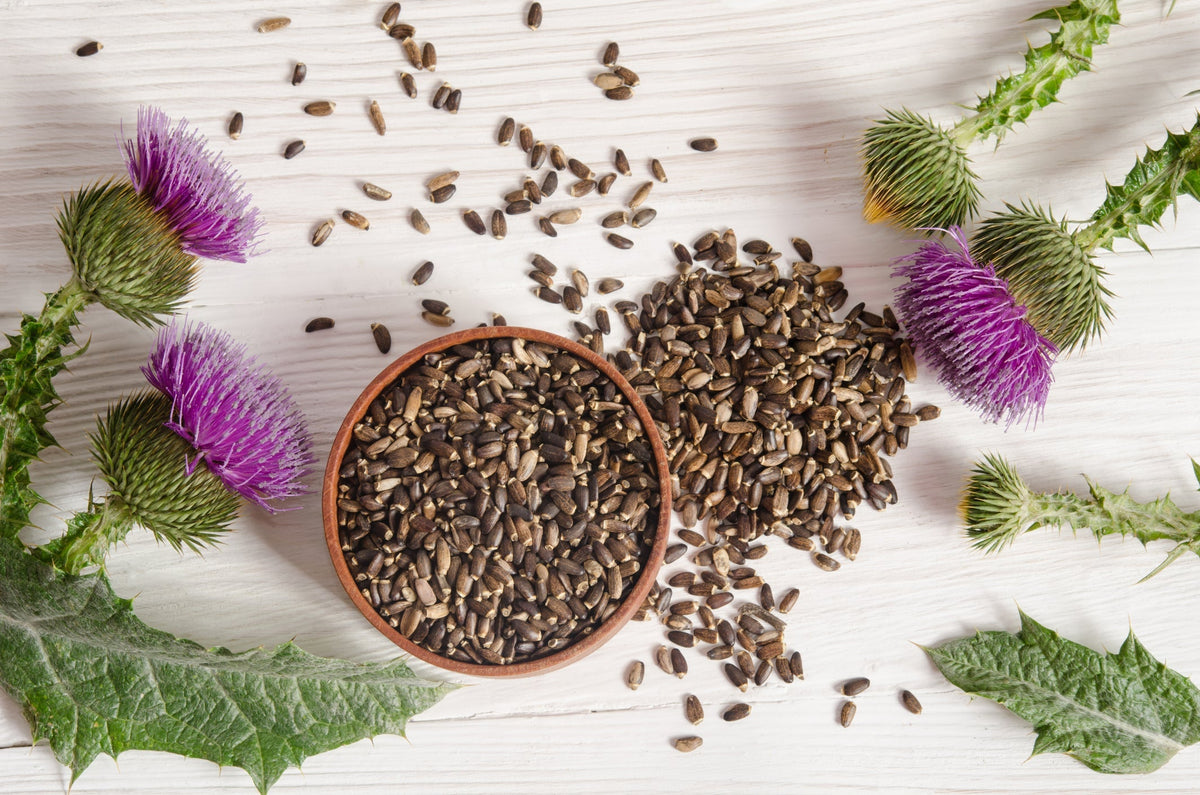 Milk Thistle: the storied botanical