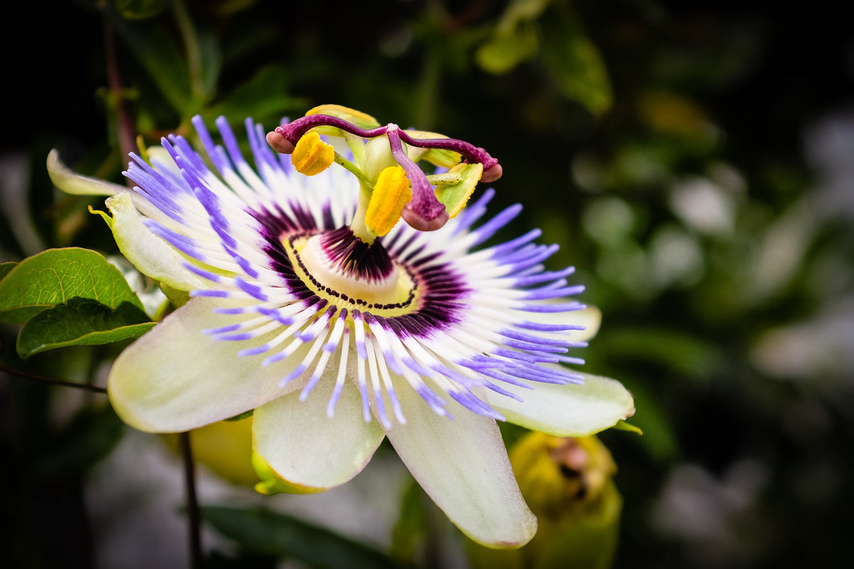 Passionflower: the calming classic