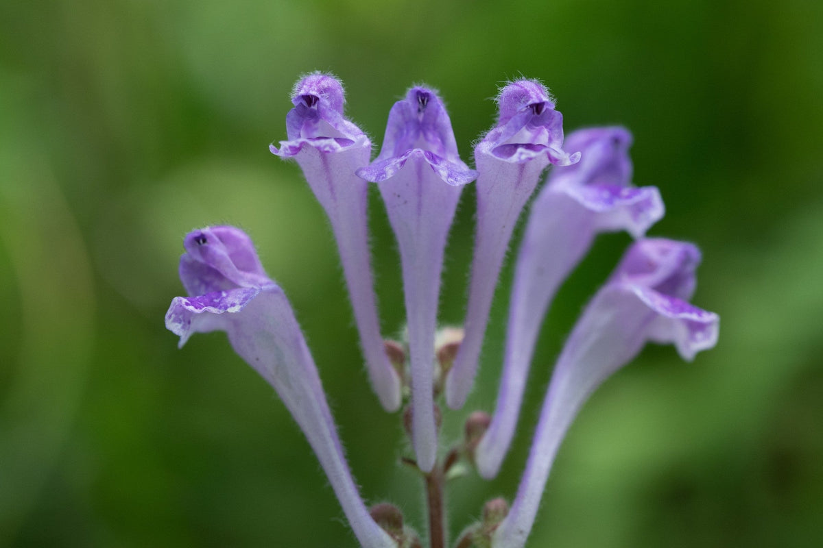 Skullcap (Scutellaria): the traditional calming herb
